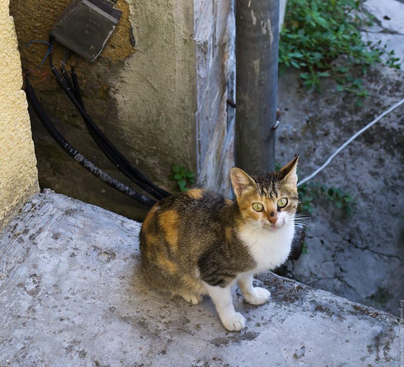 DSC_0420